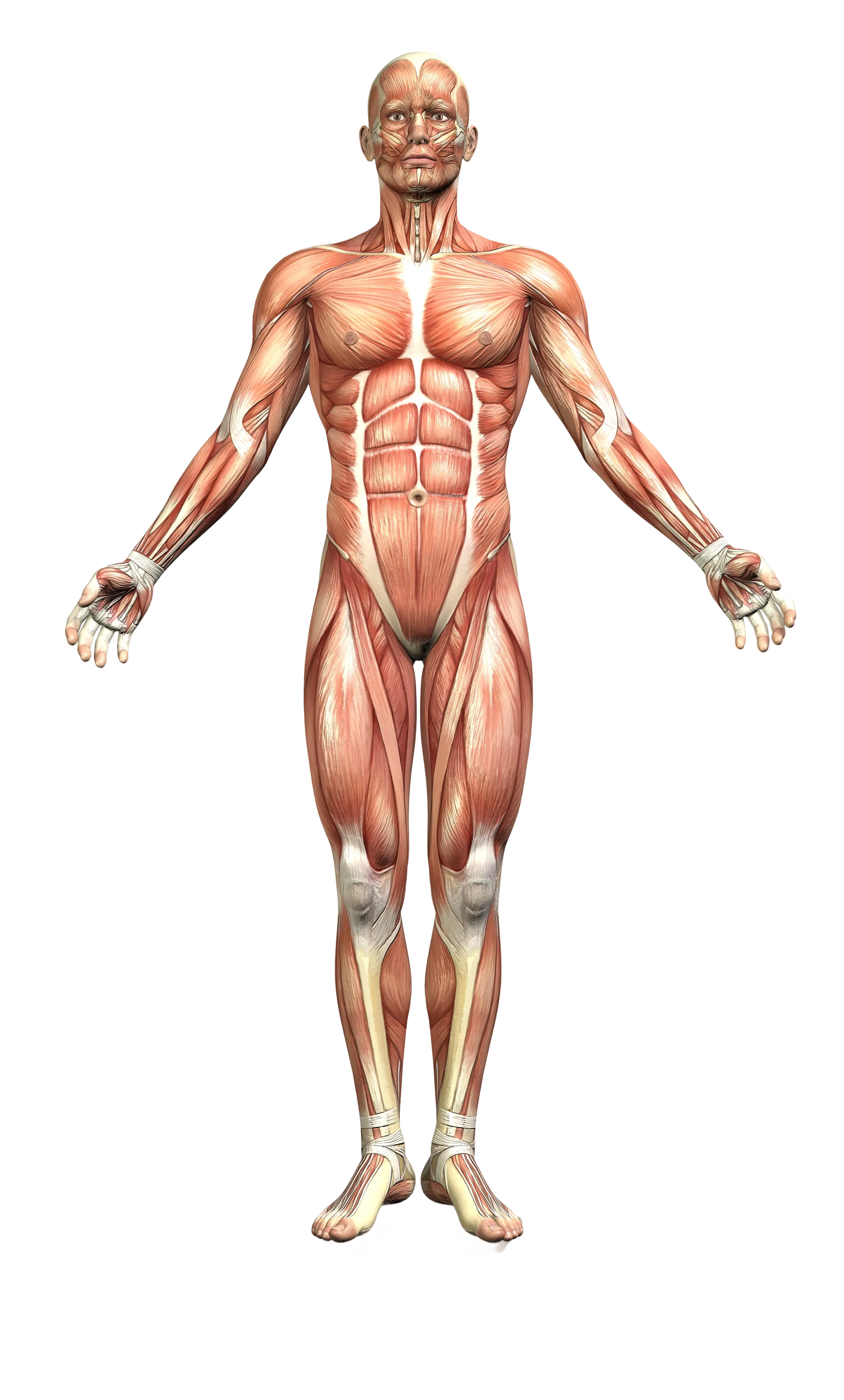Anatomie du corps humain